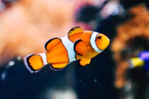 欧洲杯买角球技巧,足球战术的精髓与应用欧洲杯买角球技巧